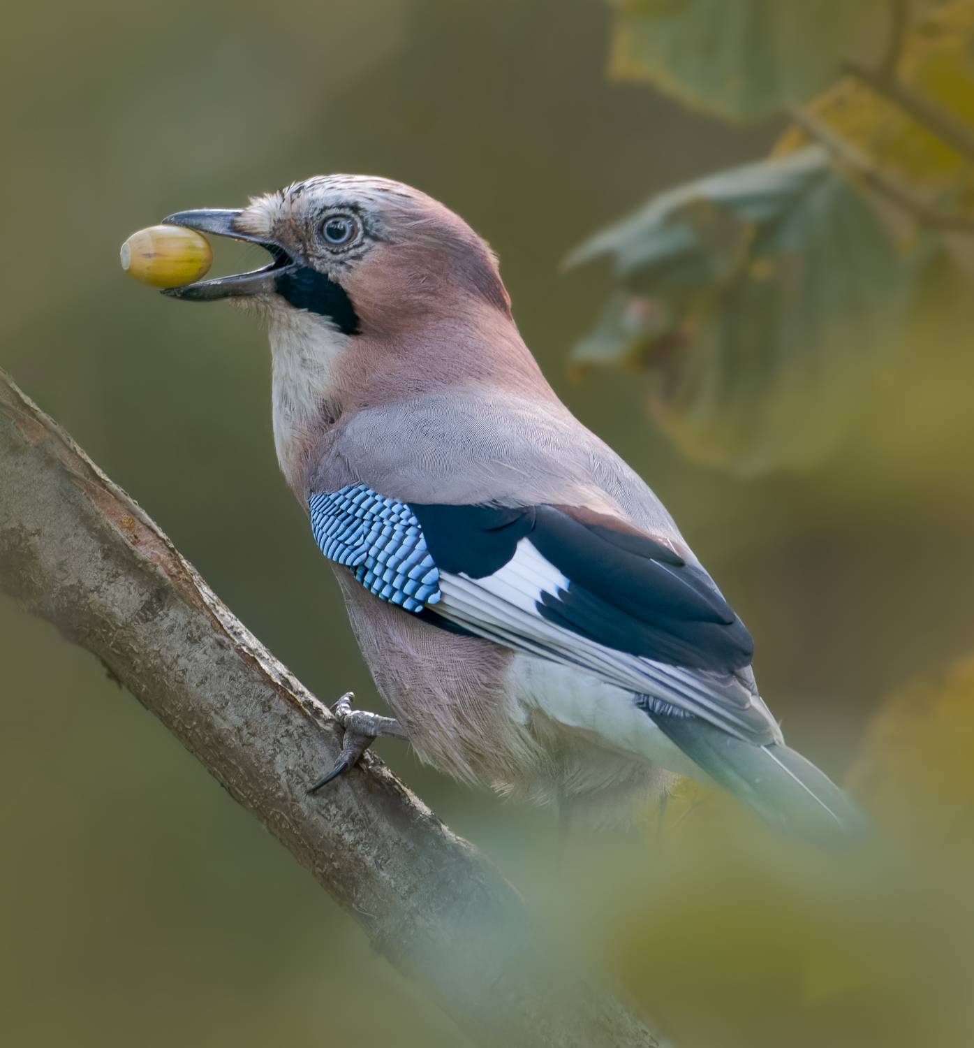 , Никон Александр