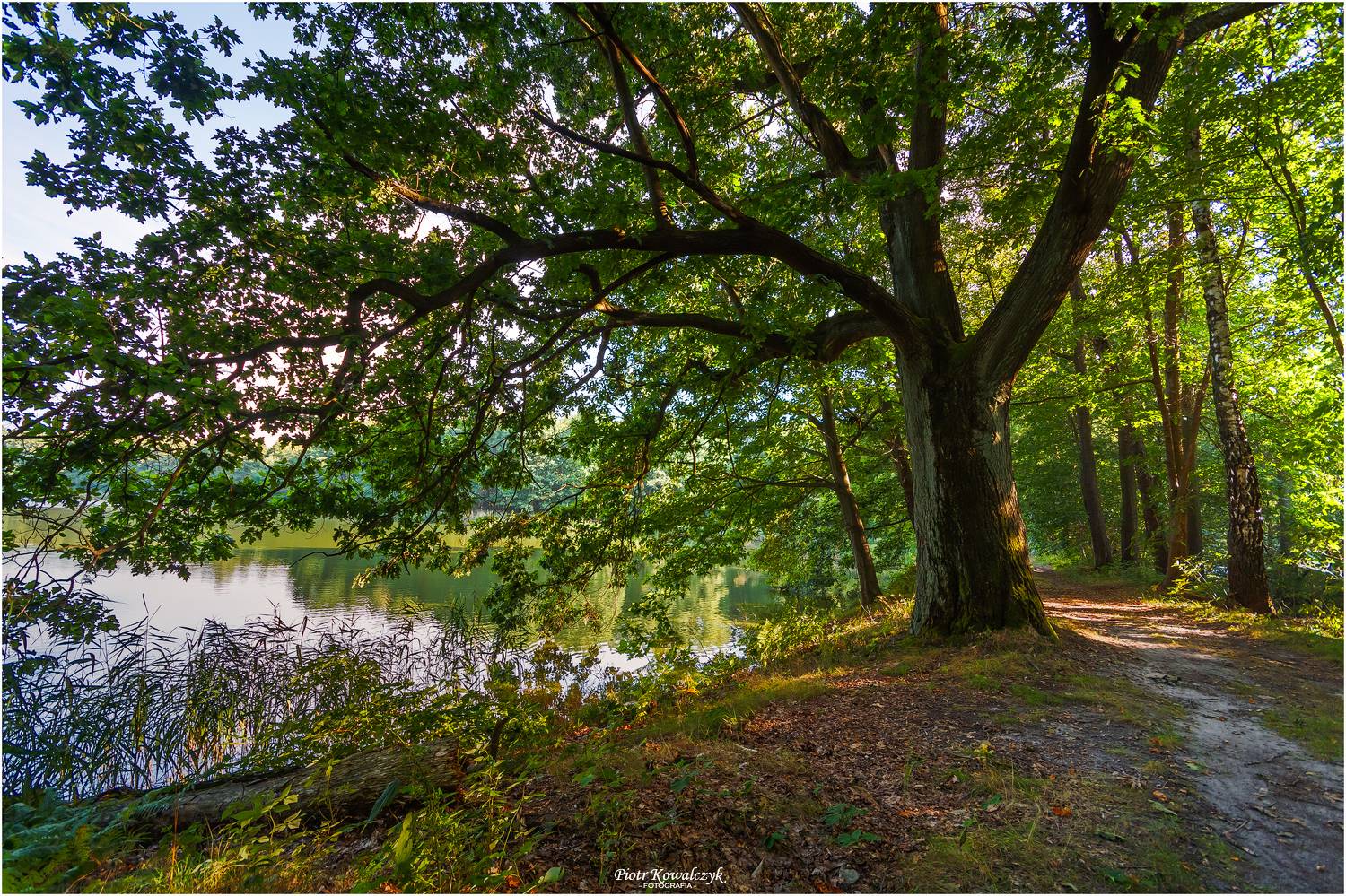 polska, las, drzewa, Kowalczyk Piotr
