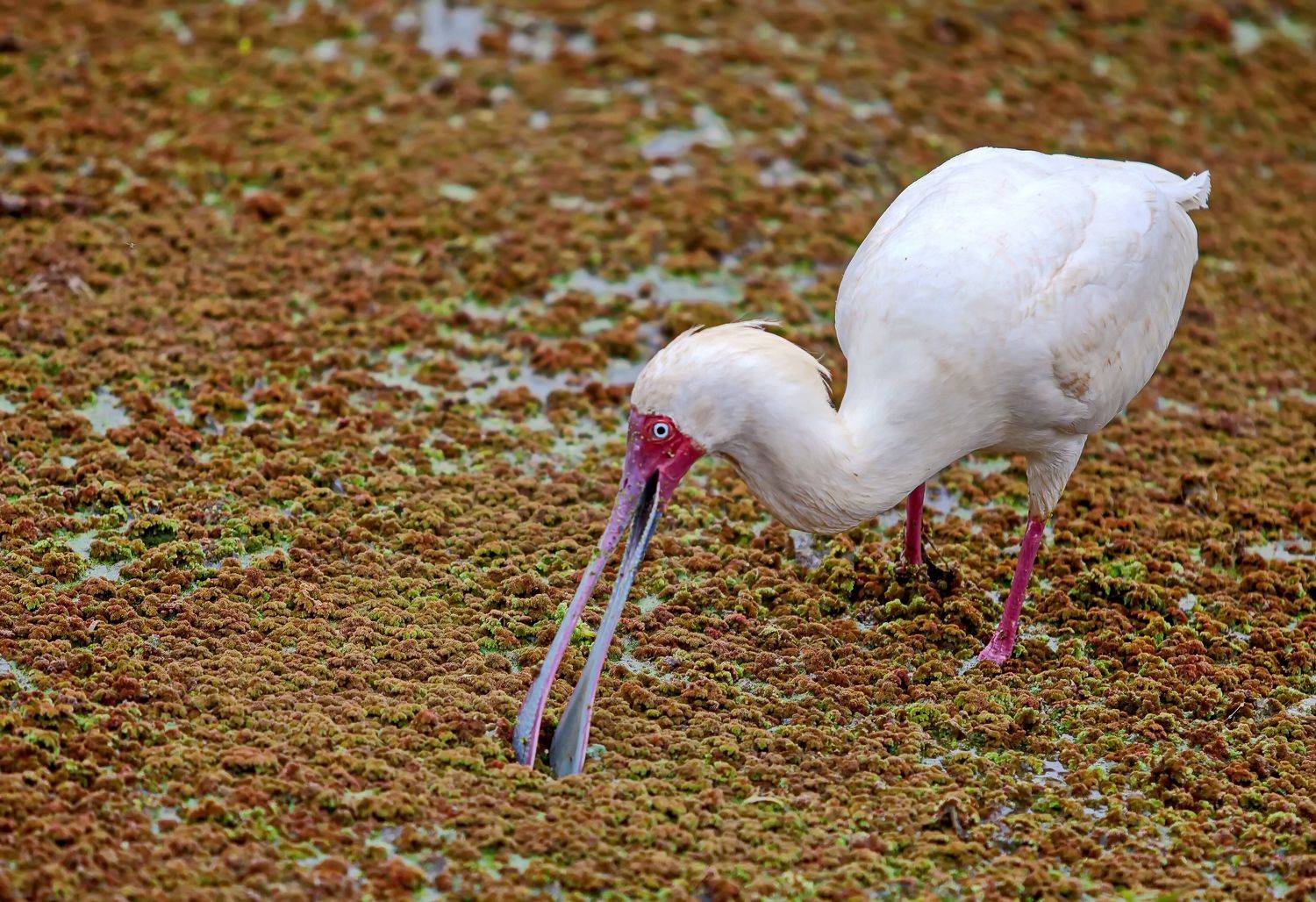 Kenya birds safari, Lilia Tkachenko