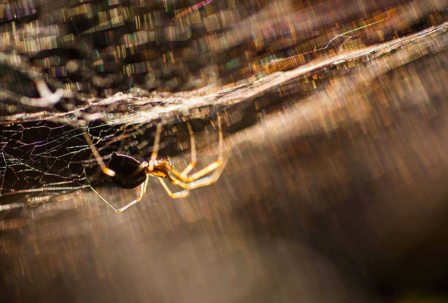 , Викулов Николай