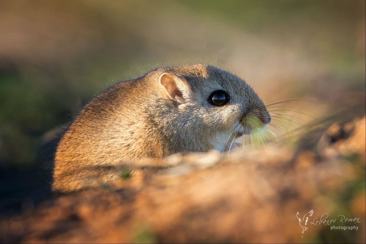 , Лобанов Роман