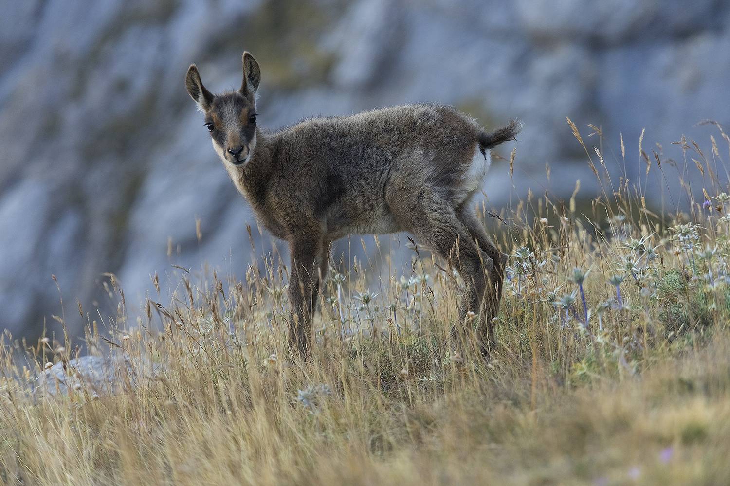 photography, mountain,animal, wild, life, wildlife, winter, snow, landscape, photo, awakening, pink nature, mountains, dawn, color, colorful, landmark, mood, moddy, amazing, cool, jimenez millan samuel