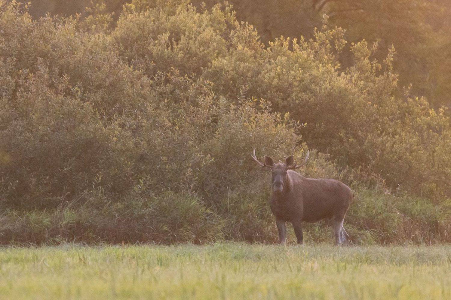 ssaki,las,przyroda,fauna, Zakrzewski Marcin