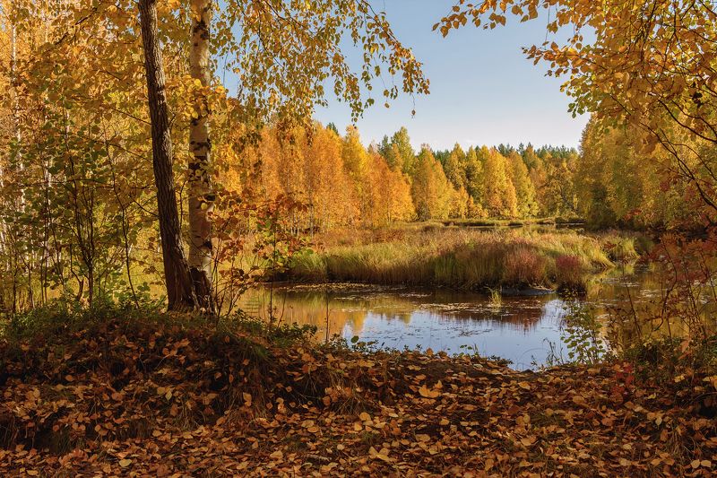 Снова рыжая осень... фото превью