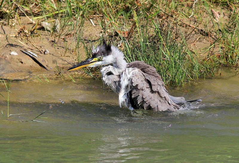 Жара фото превью