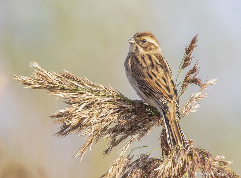 bird of prey, animal, birds, bird,  animal wildlife,  nature,  animals in the wild, овсянка, камышовая овсянка, тростниковая овсянка, птицы, птица Тростниковая овсянка(камышовая) фото превью