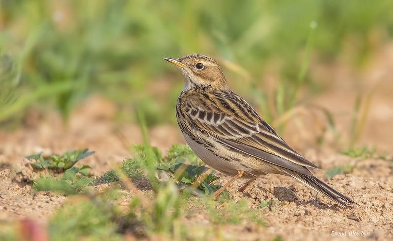 bird of prey, animal, birds, bird,  animal wildlife,  nature,  animals in the wild, конёк, краснозобый конёк, птицы, птица Краснозобый конёк фото превью