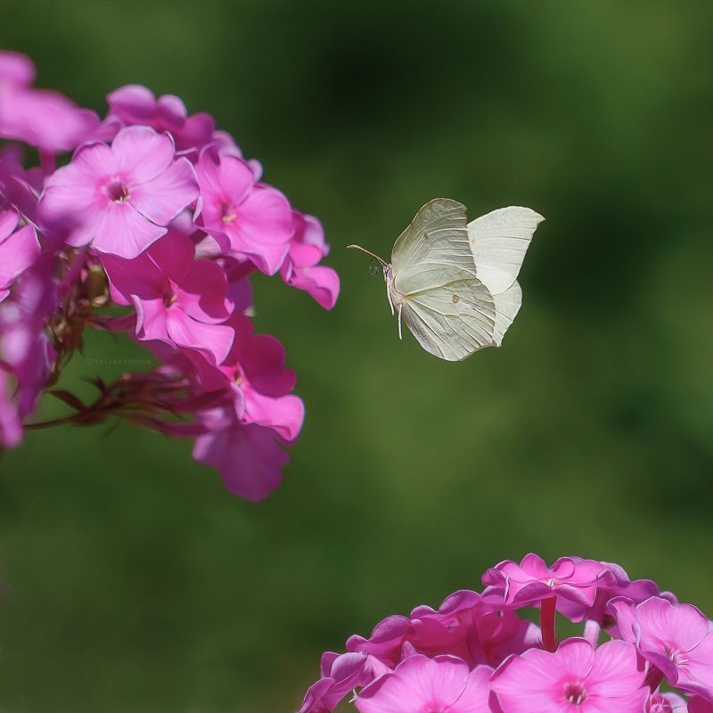 флоксы, бабочка, полёт, макро, macro Полёт фото превью
