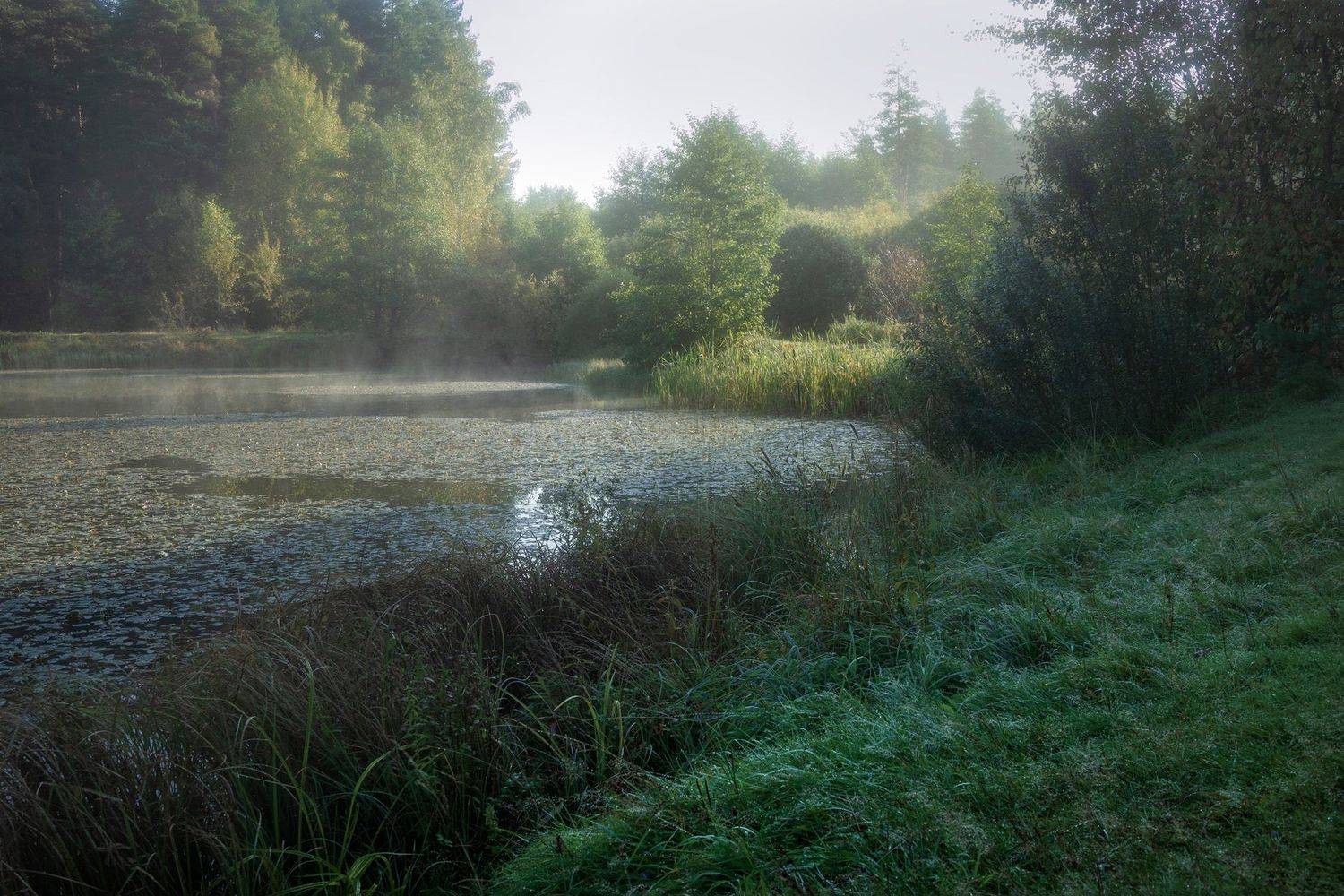 лес,  деревья, пейзаж, утро, Валерий Вождаев