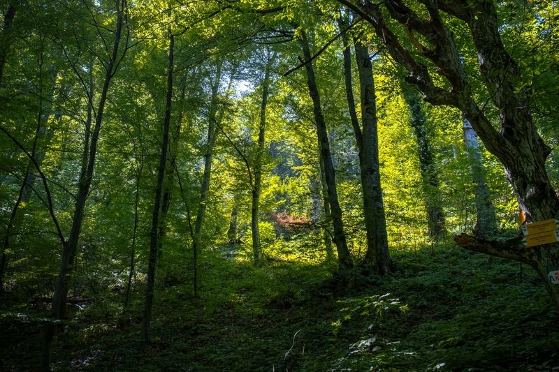 green,plant,exterior,light,dark,bokeh,forest,deep,tree,summer,travel,bulgaria,glozhene monastery, Forest фото превью