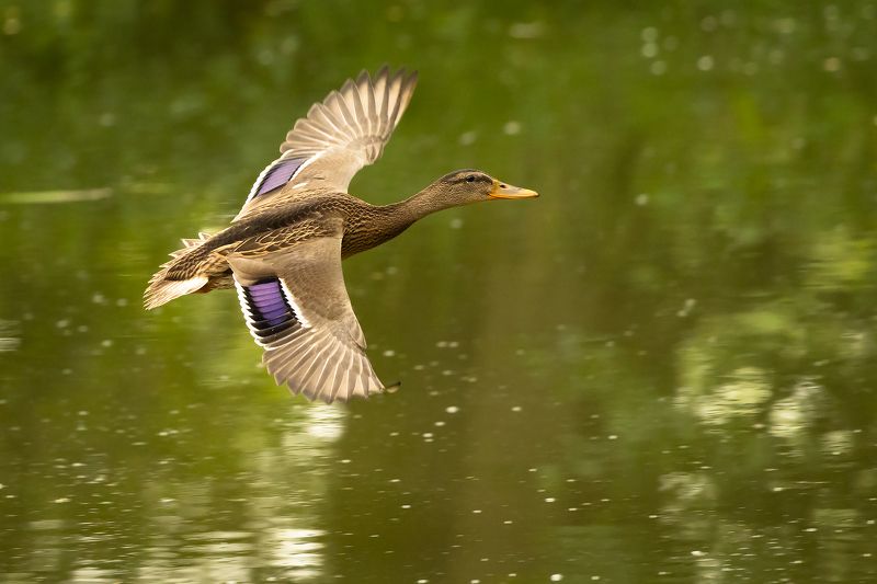 Duck фото превью