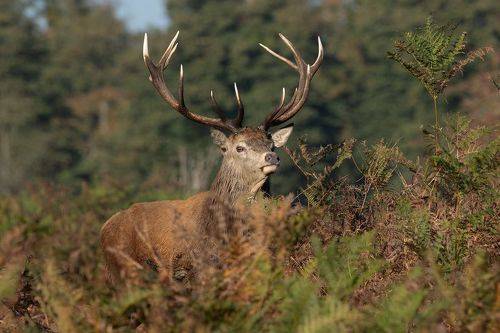 Red Deer