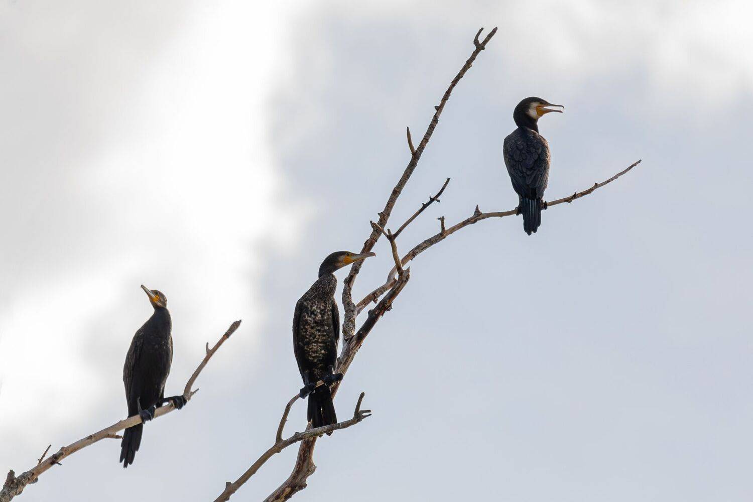 , Гильманов Артур