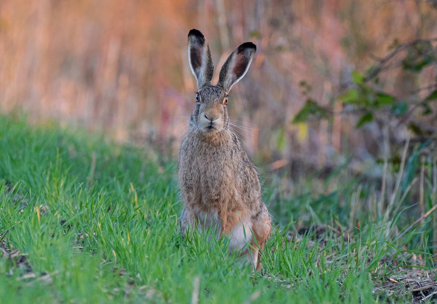 заяц, животные, природа, фотоохота, лес, весна, лето, Сигушин Руслан