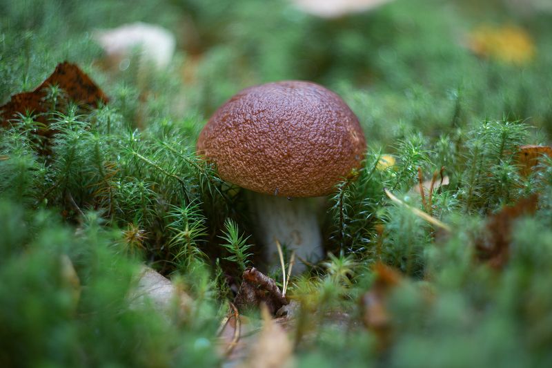 Тихая охота фото превью