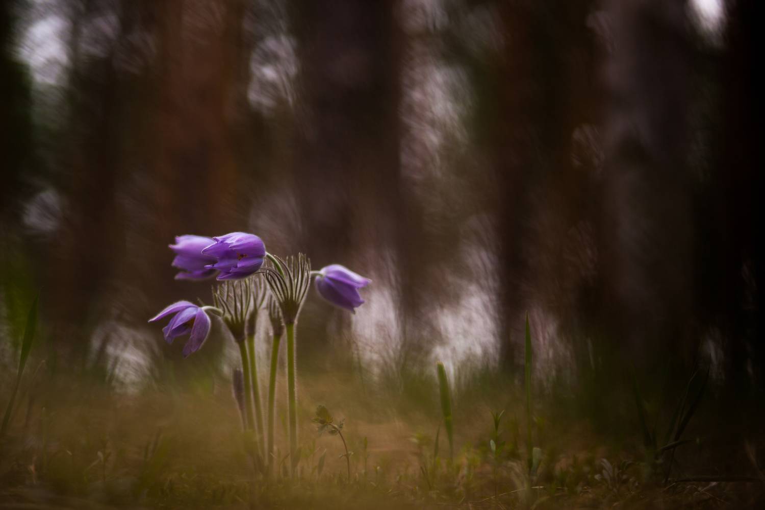 , Викулов Николай