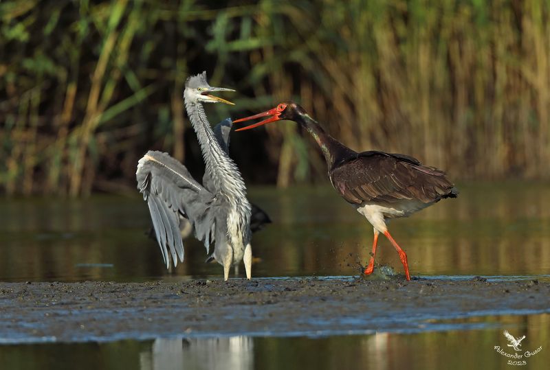 серая цапля , чёрный аист. Дуэль. фото превью