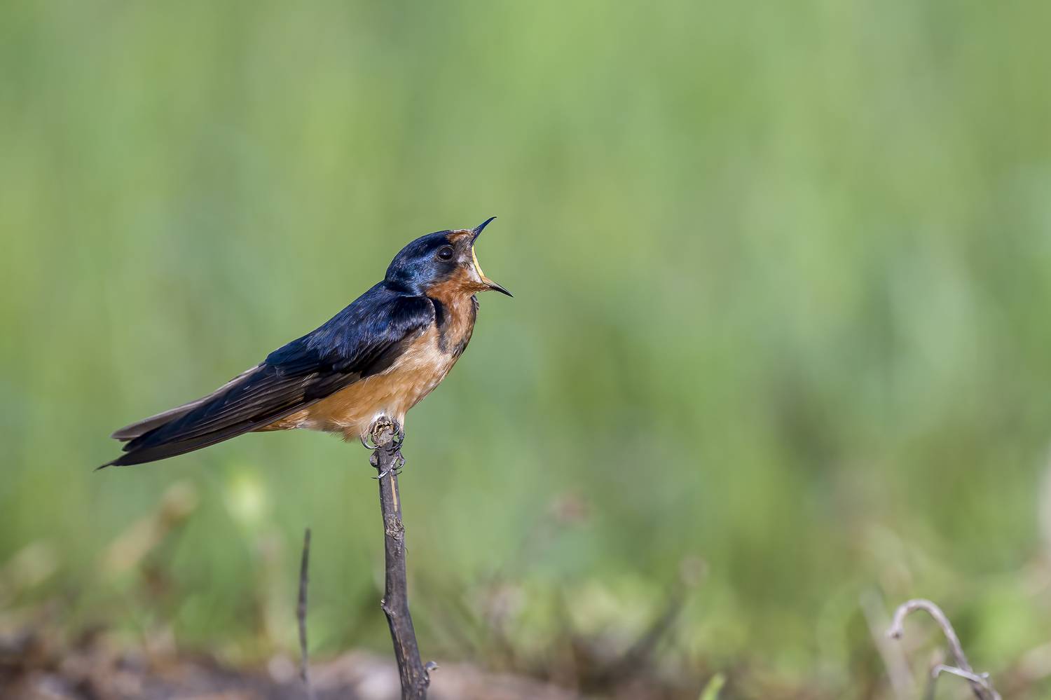 , Burgalin Sequeira Fernando