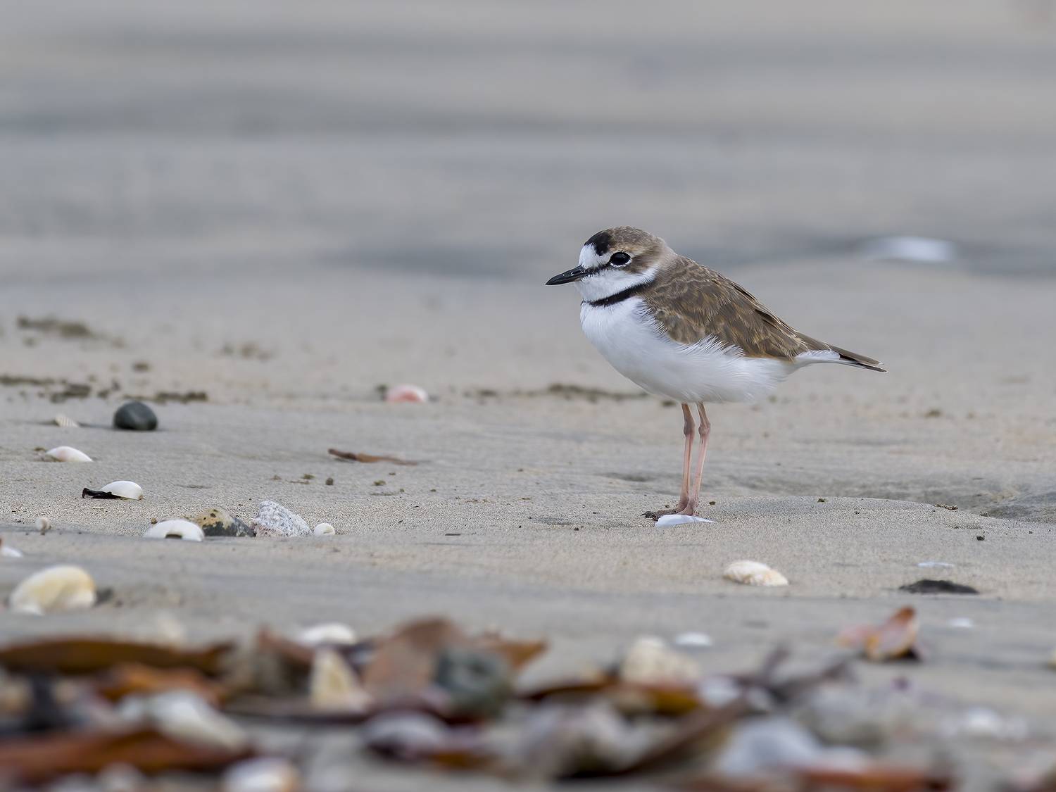 , Burgalin Sequeira Fernando