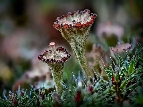 Лишайник cladonia