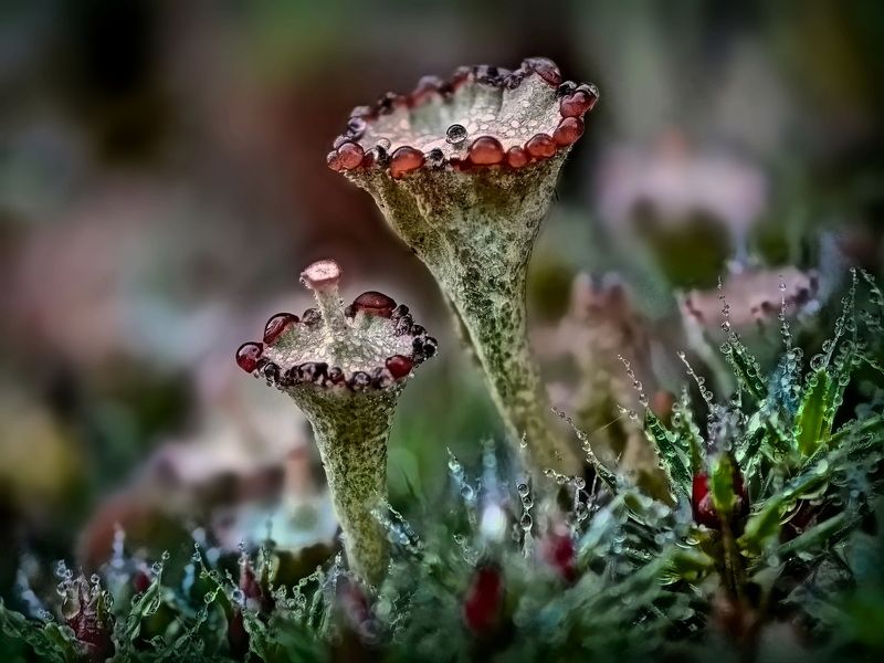 Лишайник cladonia фото превью
