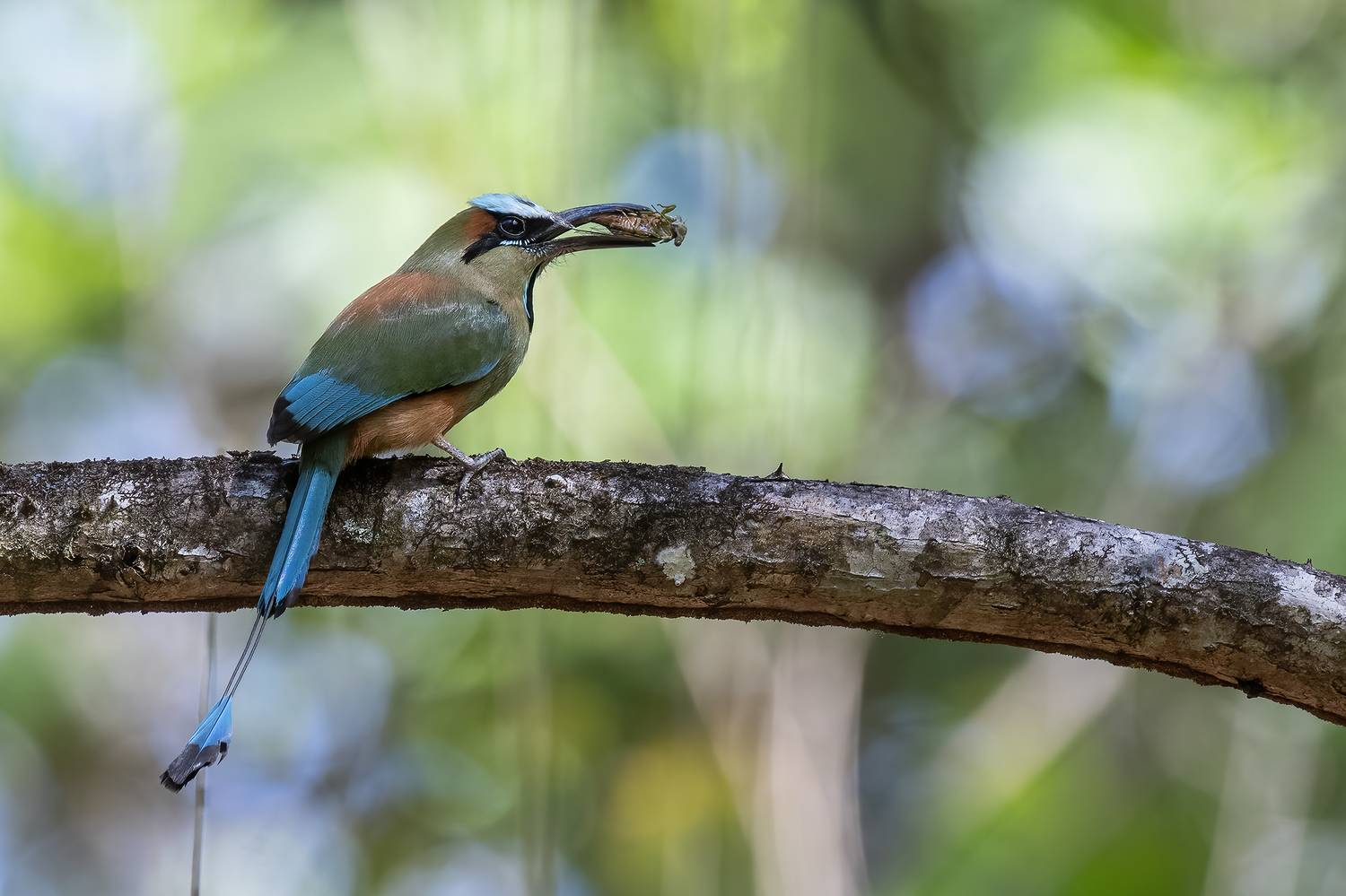 , Burgalin Sequeira Fernando