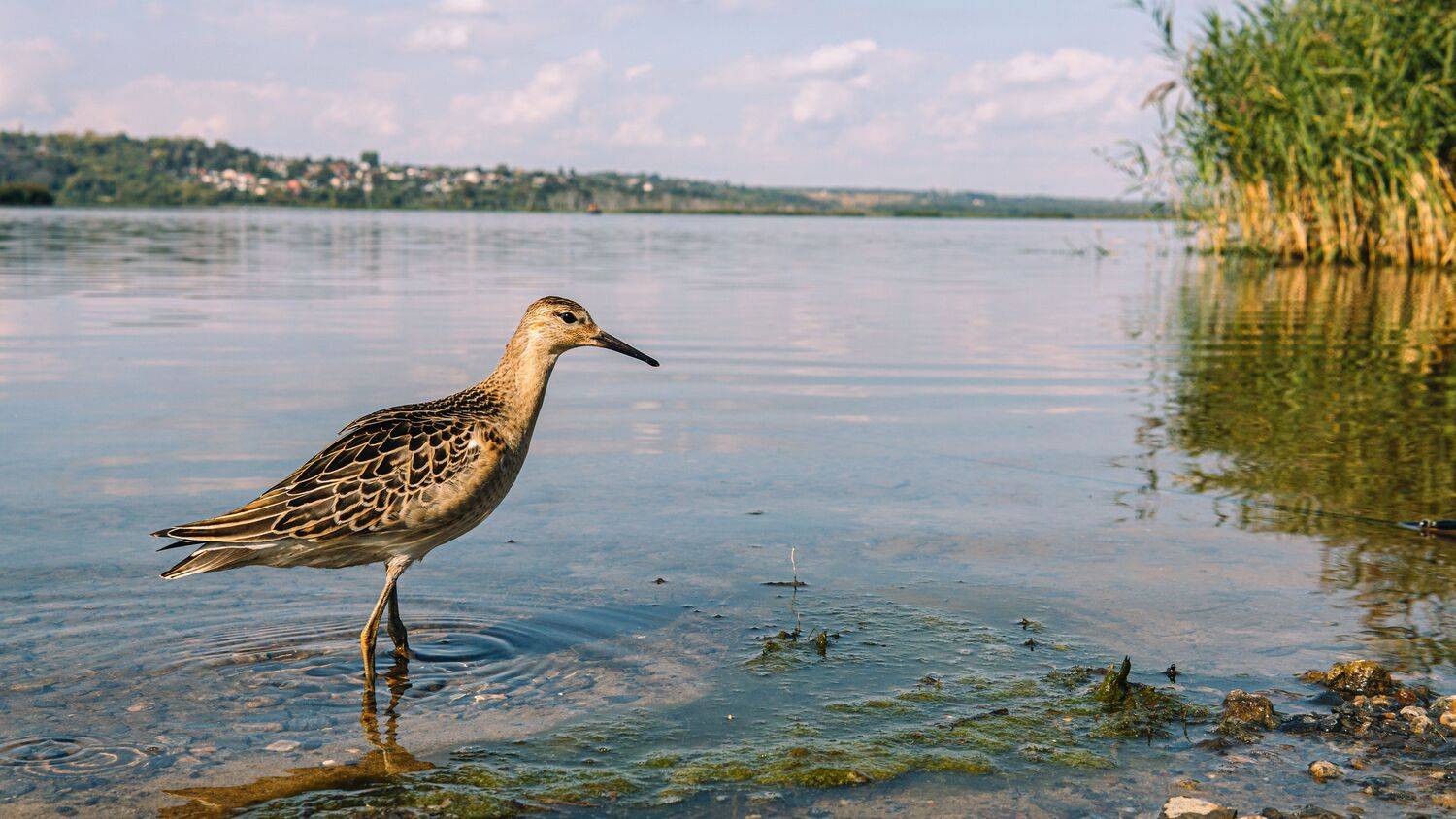 , Вертиков Юрий