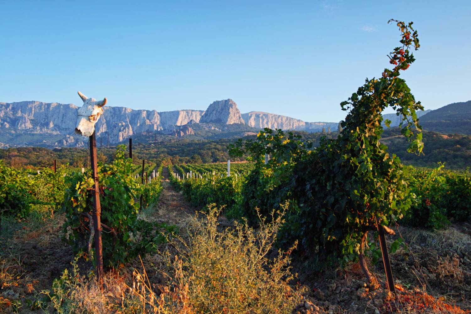 sigma sd quattro . crimea, Дмитрий Цыпляев