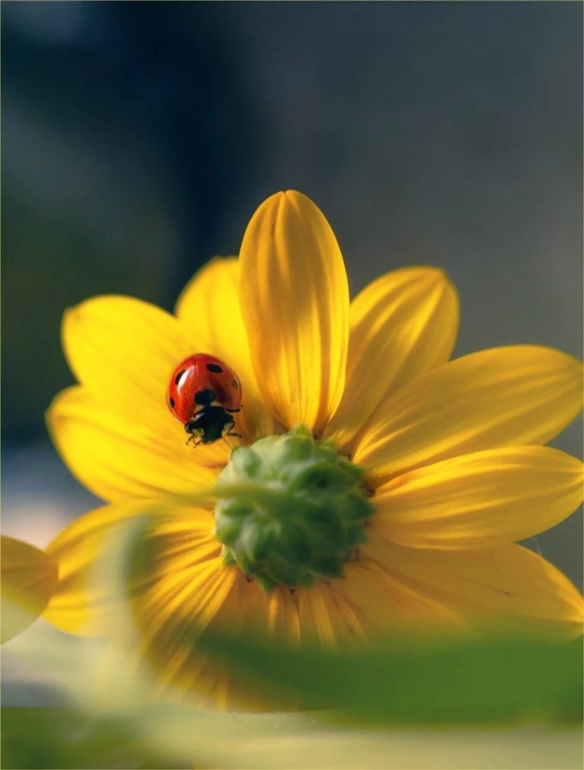 , Хромеев Александр