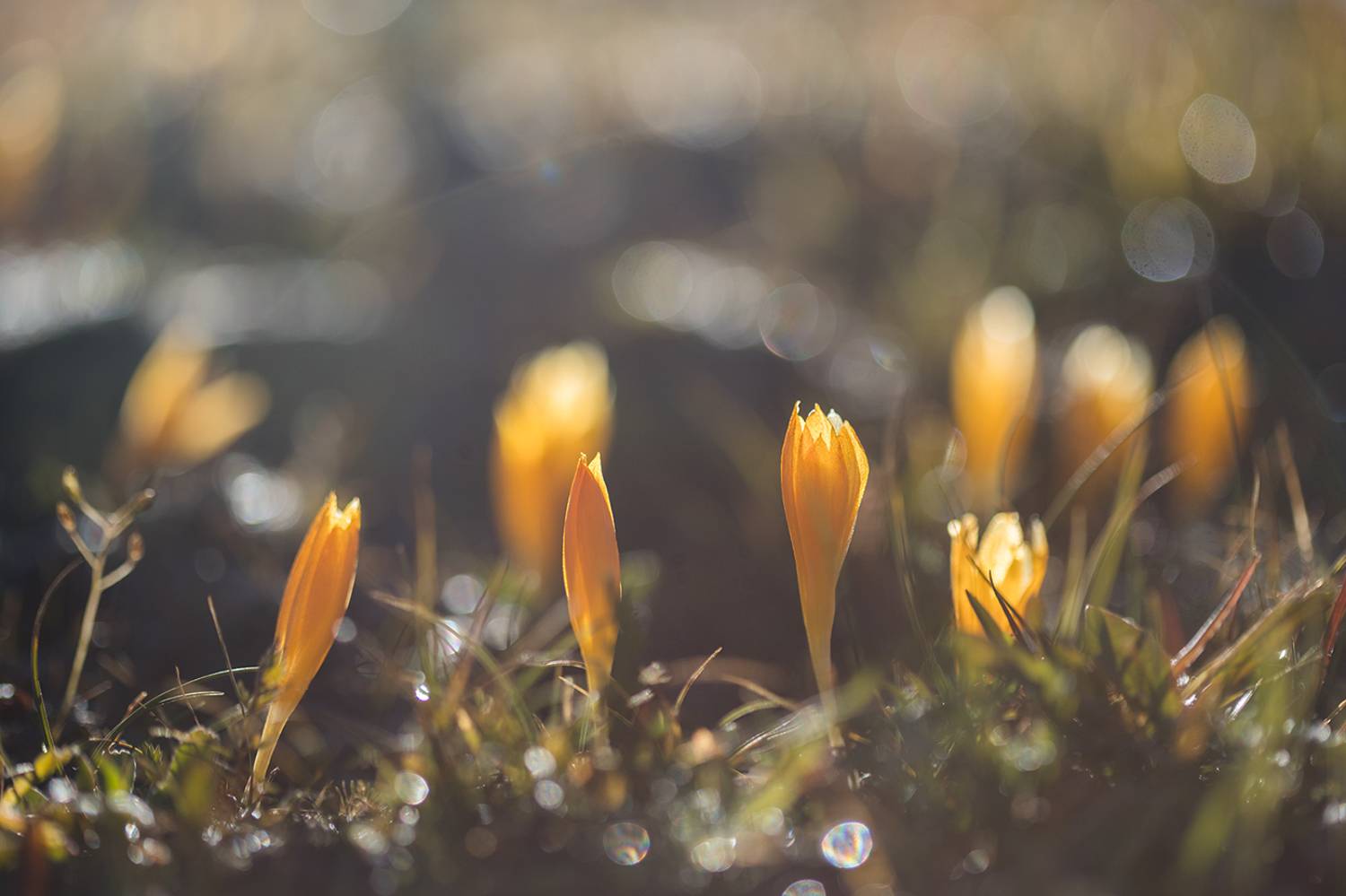 , Илья Михеев