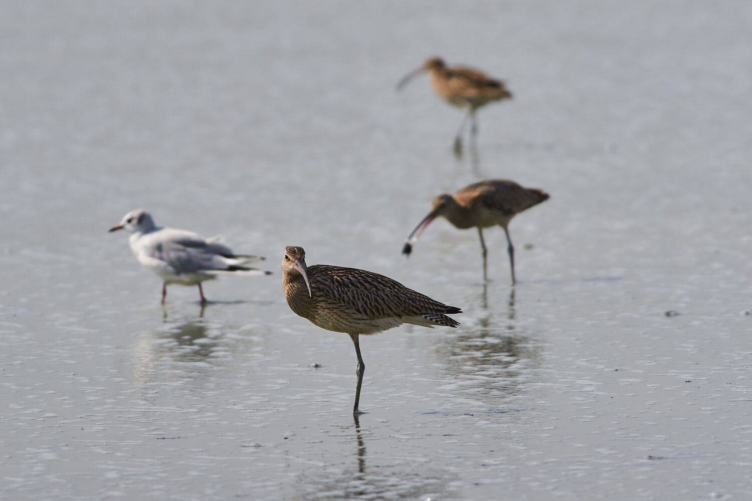 volgogad, russia, wildlife, bird, birds, birdswatching, volgograd, russia, wildlife, Numenius arquata, , Сторчилов Павел