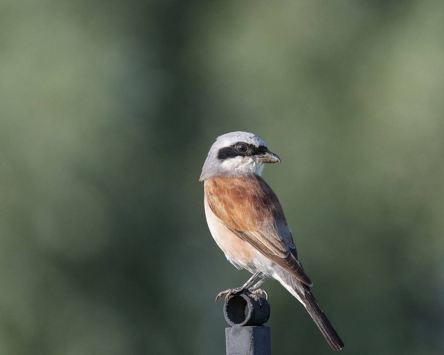 Red-backed Shrike/Обыкновенный жулан/Lanius collurio, Акулов Александр