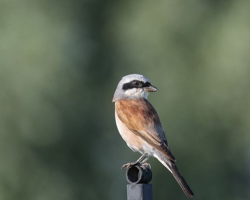 Red-backed Shrike/Обыкновенный жулан/Lanius collurio In search of prey фото превью