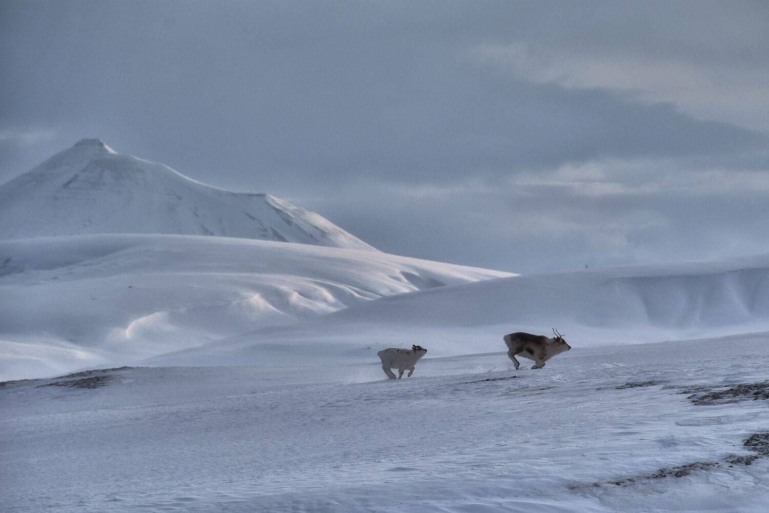 , Вячеслав Косенков