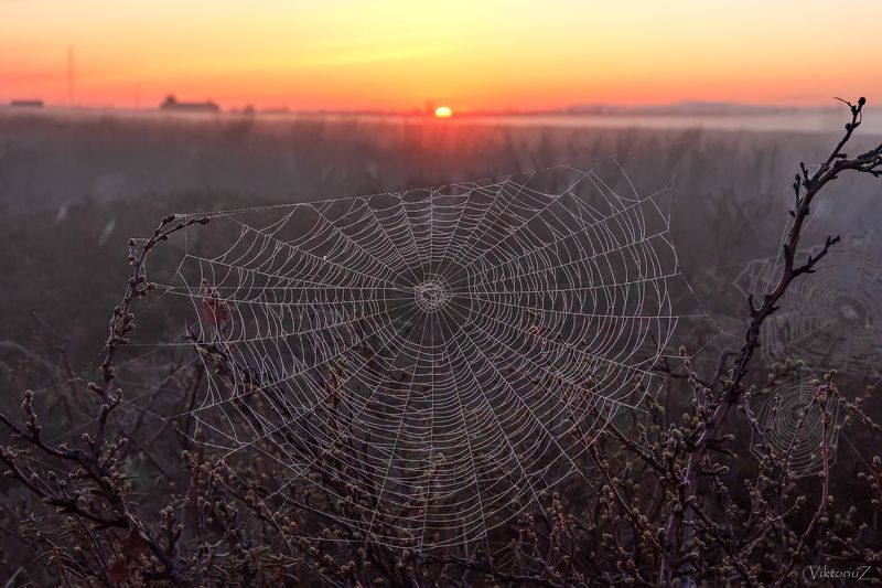 закат, путина, тундра, роса, туман В тумане фото превью