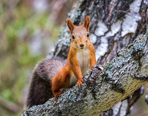 рыжая шкода.