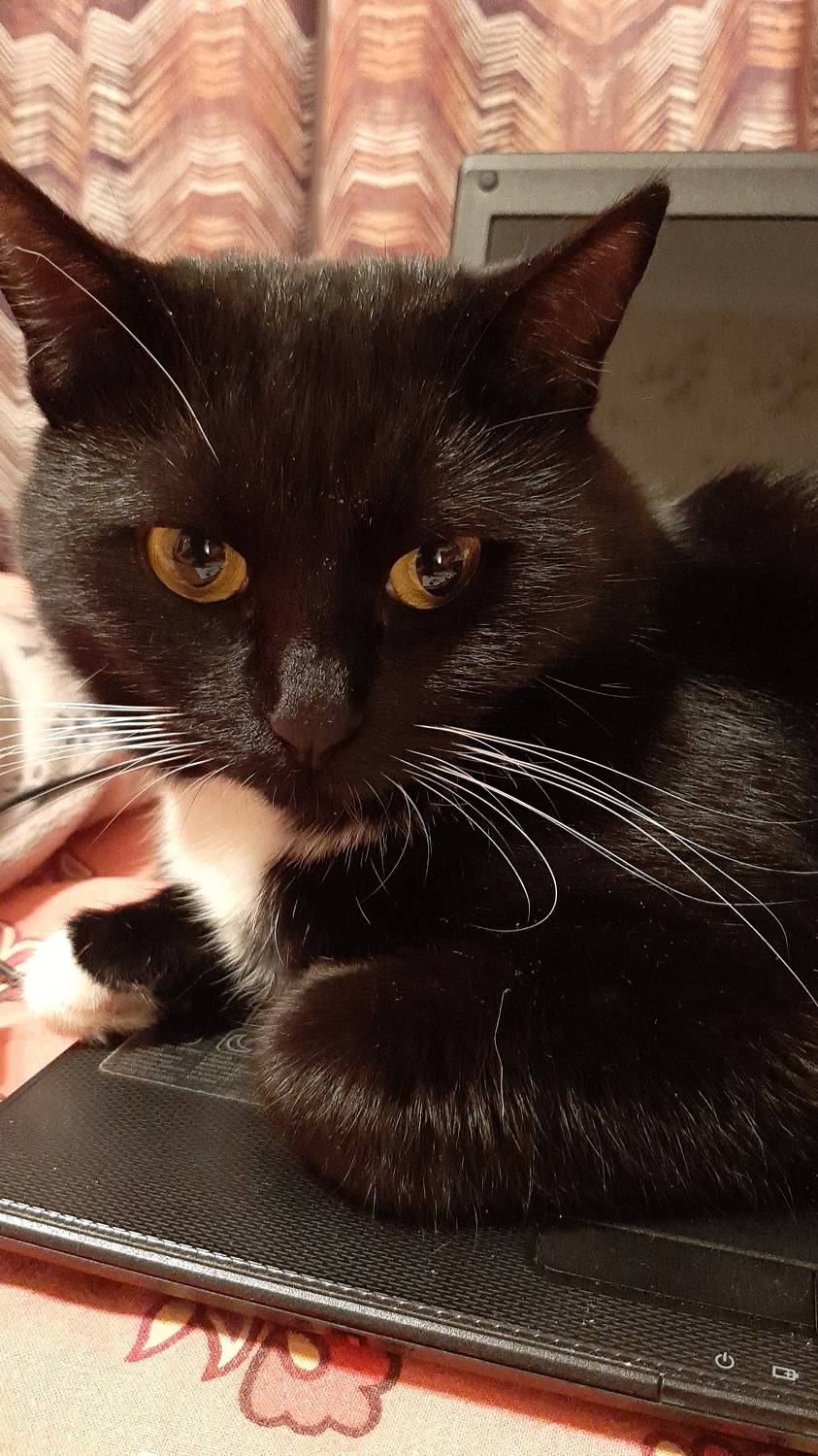 чёрная кошка, Maria V. Gorskaya