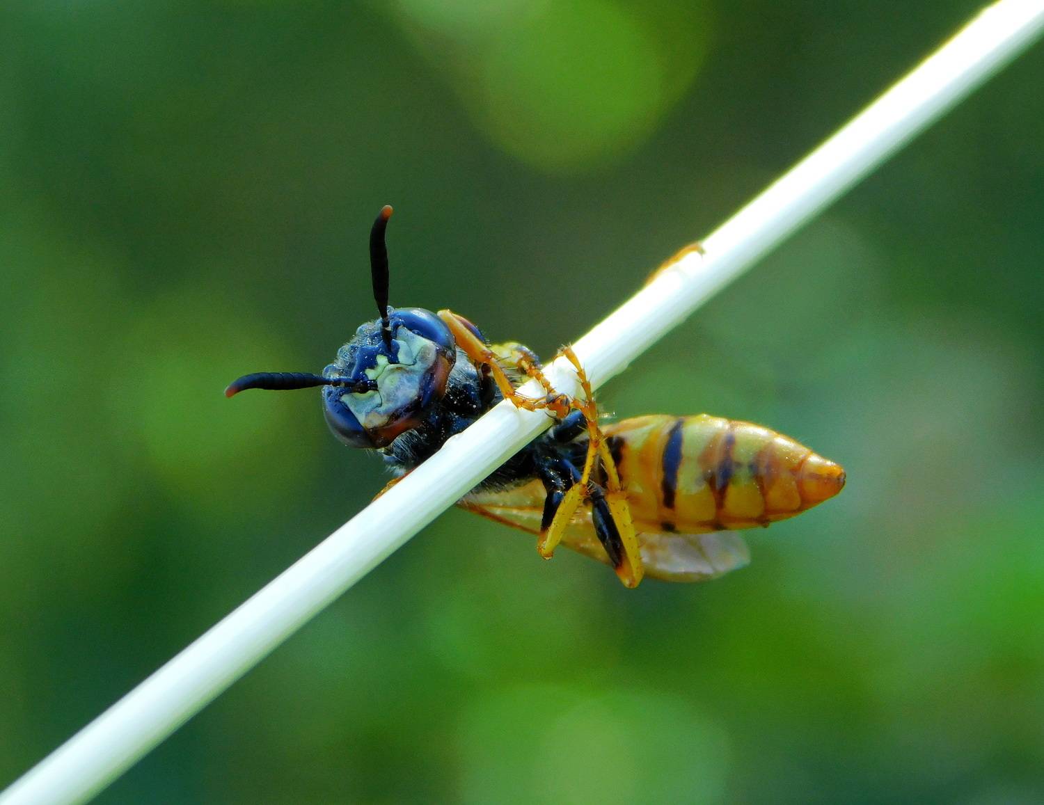 , Сергей Чеченов