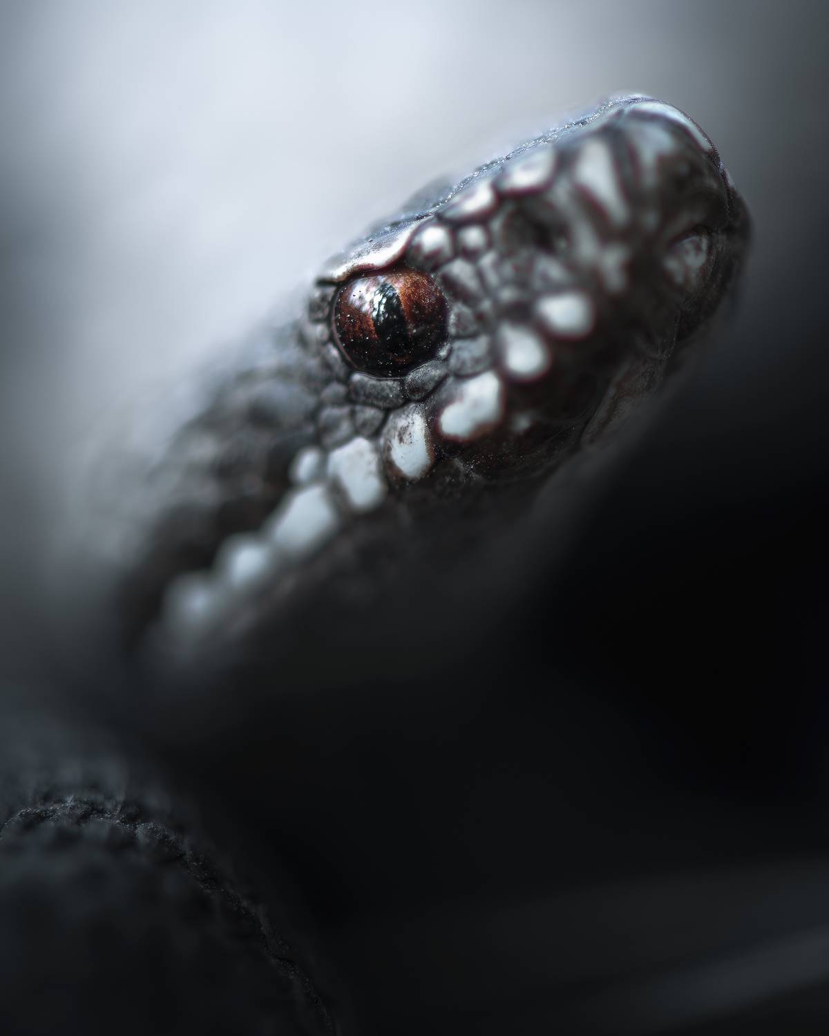 , Поляков Михаил