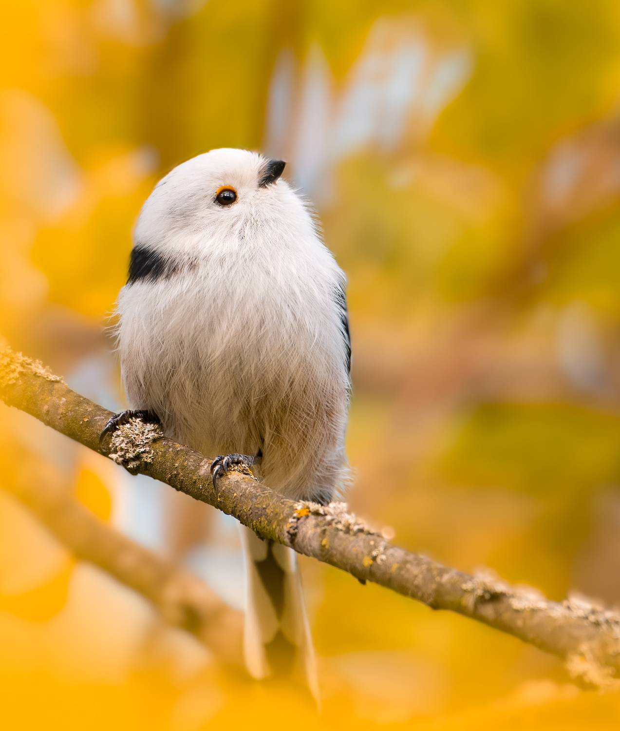 , Никон Александр
