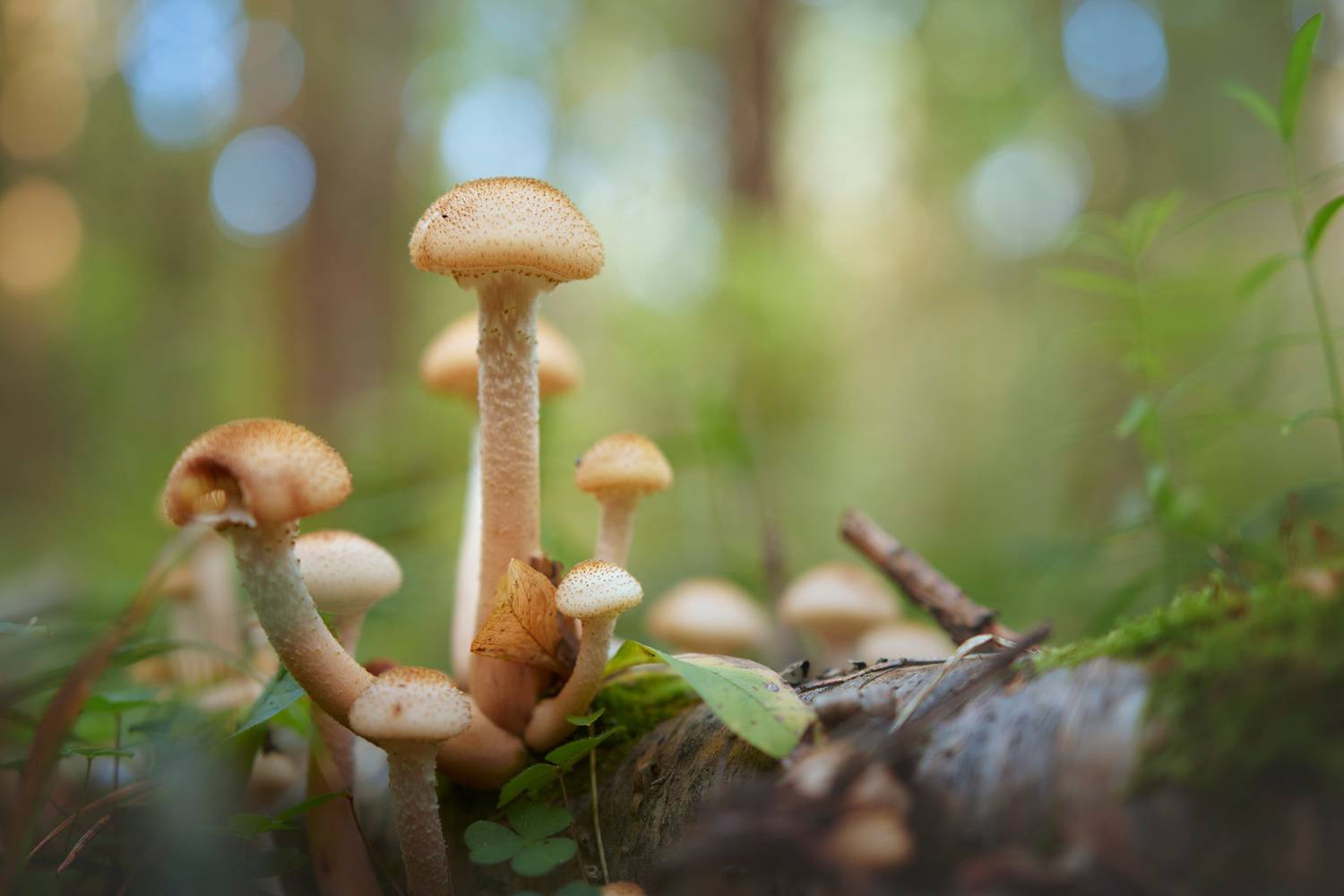 грибы, лес, Валерий Вождаев