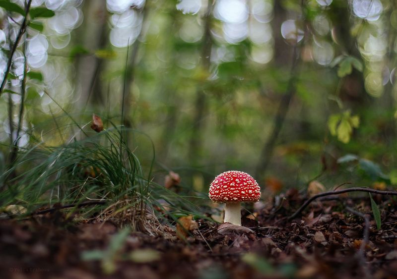 мухомор, гриб, макро Мухоморчики фото превью