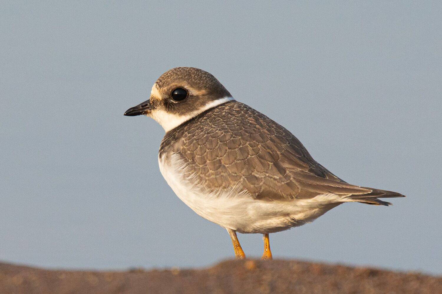 , Гильманов Артур