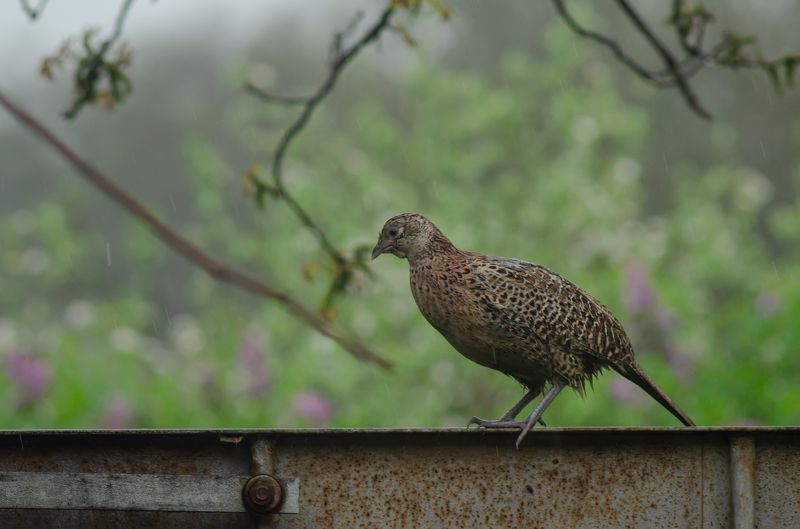 Знакомство с пернатым соседом фото превью