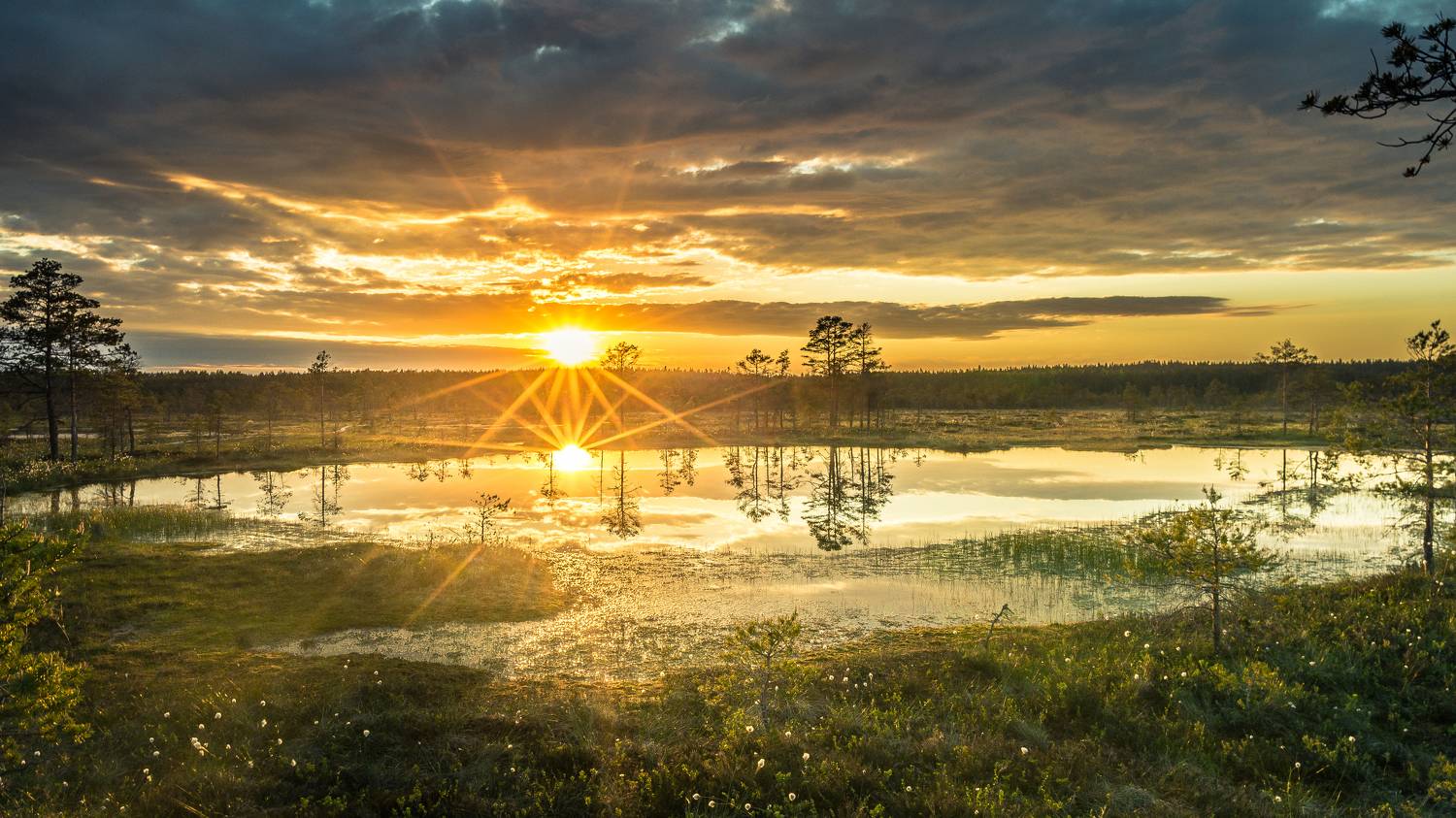 #harjumaa, #kõnnusuursoo, #eesti, #estonia, #estoniabogs, #swamp, #eestirabad, #bog, #bogs, #nature, #loodus, #eestiloodus, #ilusadeestipaigad, #visitestonia, #burningsky, #terviserajad, #hikingtrails, #hikingtrail, #sunsetphotography, #sunsetphoto, #sun, Nikolai Mordan