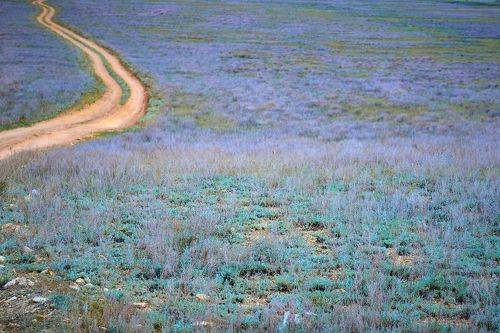 Степь весенняя