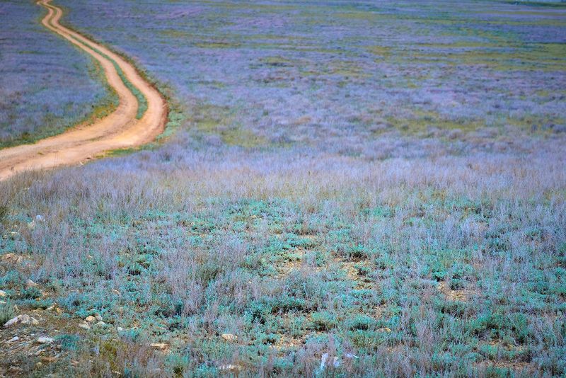 волгоградская область, эльтон, степь, дорога, природный парк эльтонский, Степь весенняя фото превью