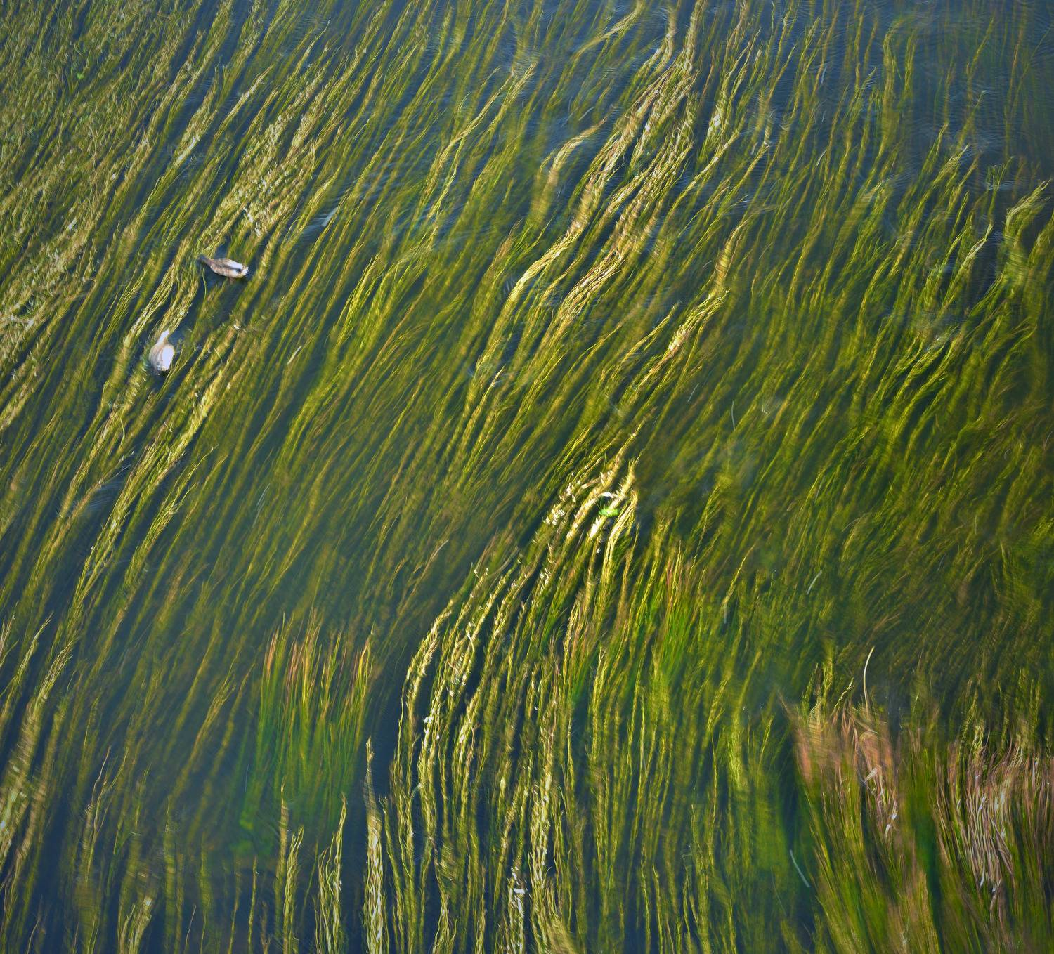 торжок, река, водные растения,, Байдуков Александр