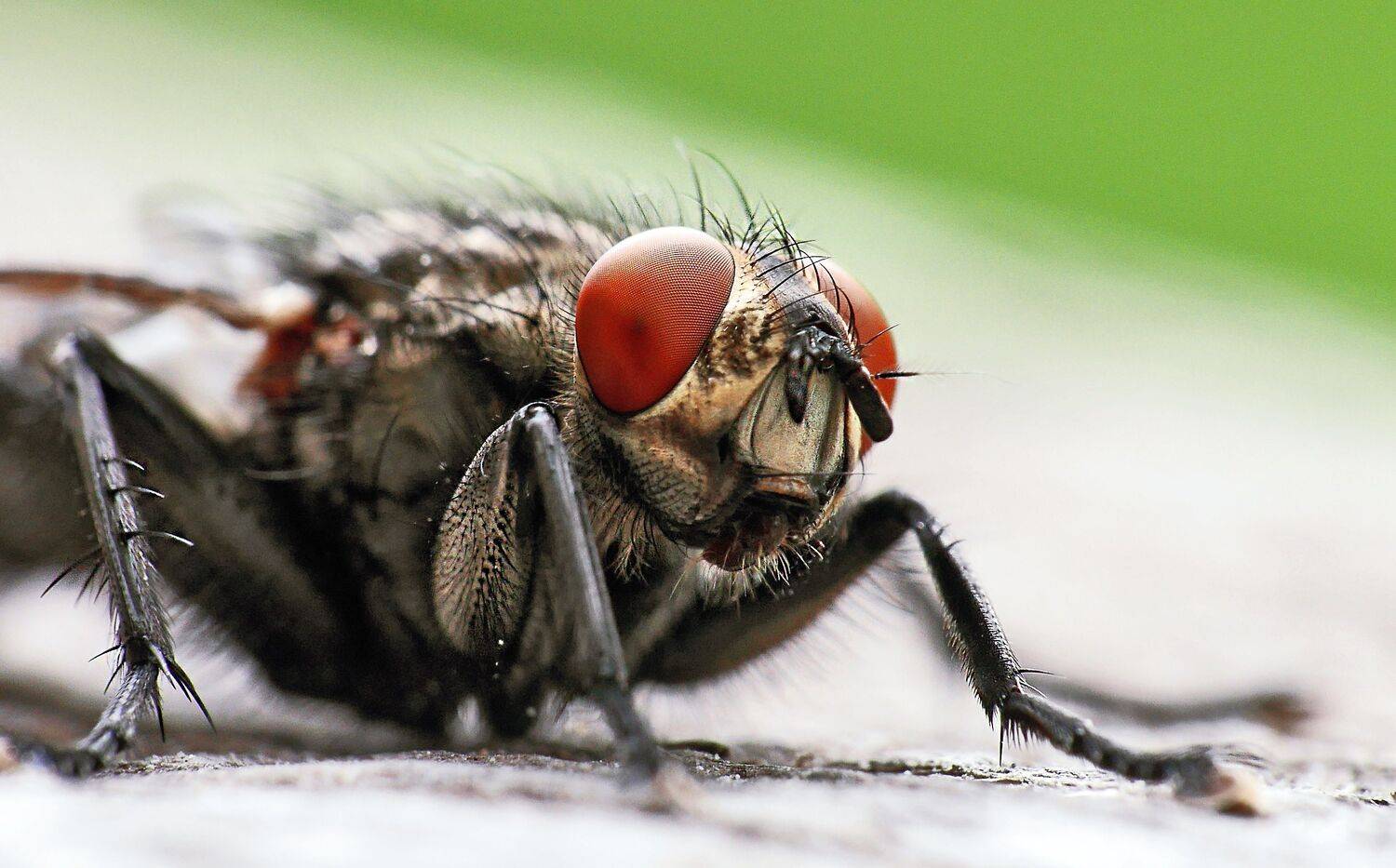 муха,макро., sasha yudin