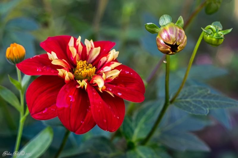 *** фото превью